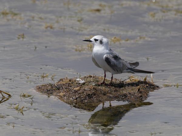 <h3><a href="/trips/tanzania/biota/animalia/chordata/aves/024 charadriiformes/017 laridae/chlidonias leucopterus/chlidonias leucopterus-nl.html">Chlidonias&nbsp;leucopterus</a> / White‑winged&nbsp;tern / Witvleugelstern</h3>OM-1 Mark II met OLYMPUS M.150-400mm F4.5 TC, 1/2000 sec  bij F5.6, ISO 250, afstand 17.1&nbsp;m
